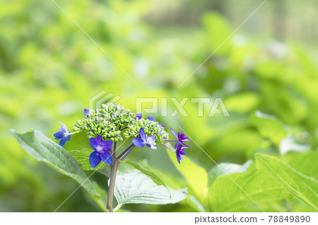 Hydrangea blooming brightly in the rainy season 78849890