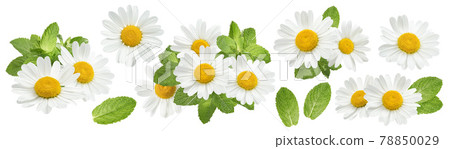 Camomile flowers and mint set isolated on white background 78850029
