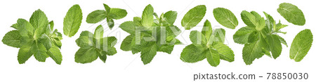 Fresh mint set isolated on white background. Bunch and leaves. 78850030