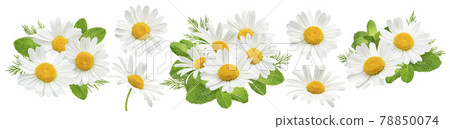 Chamomile and mint set isolated on white background Chamomile and mint set isolated on white background 78850074