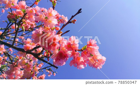 [Spring in the South] Dark pink Kanhi-zakura in full bloom 78850347