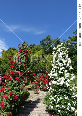 玫瑰玫瑰玫瑰東澤玫瑰公園 玫瑰玫瑰玫瑰東澤玫瑰公園 78850416