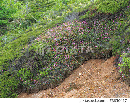 亞高山帶斜坡上盛開的流蘇星系 78850417