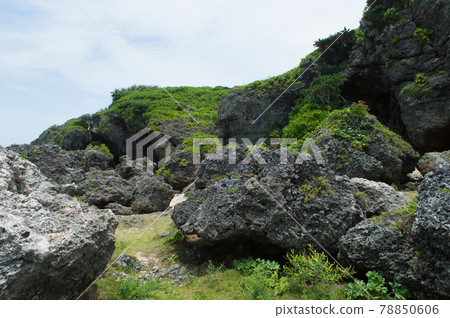 綠樹成蔭的琉球石灰岩岩石區 綠樹成蔭的琉球石灰岩岩石區 78850606