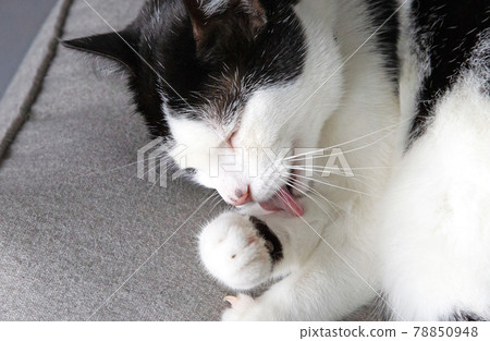 Black and white cat Black and white cat 78850948