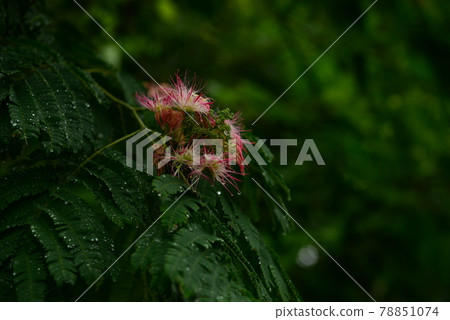 Season of silk tree and water drops Season of silk tree and water drops 78851074