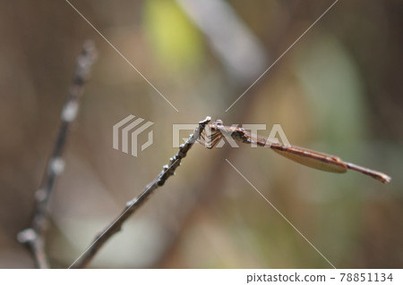 西伯利亞冬季豆娘在樹枝上休息。 西伯利亞冬季豆娘在樹枝上休息。 78851134