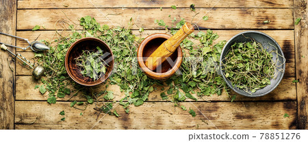 Orthilia in herbal medicine 78851276