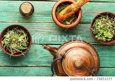 Orthilia secunda,healing herbs 78851277