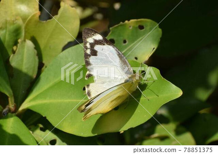 Namie white shoots Namie white shoots 78851375