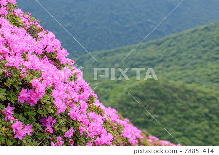Mount Heiji, Miyamakirishi, Oita Prefecture 78851414