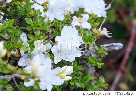 Hijidake White 美山霧島 大分縣 Hijidake White 美山霧島 大分縣 78851420