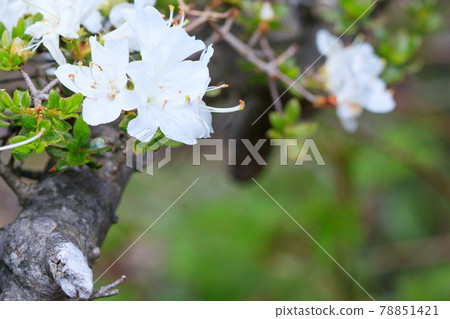 Hijidake White 美山霧島 大分縣 78851421