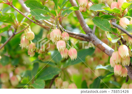Horsetail Enkianthus perulatus, Hijidake, Oita Prefecture 78851426