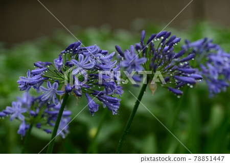 在雨季期間,百子花開花和下落 在雨季期間,百子花開花和下落 78851447