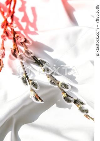 Willow branch on white silk fabric background . Brunch of the blossoming pussywillow on early spring Willow branch on white silk fabric background . Brunch of the blossoming pussywillow on early spring 78851688