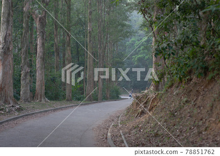 a paperbark Trees Shing Mun Reservoir, hong kong a paperbark Trees Shing Mun Reservoir, hong kong 78851762