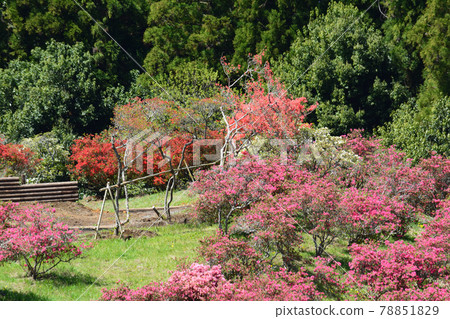 我去了笠間築地公園#144 78851829