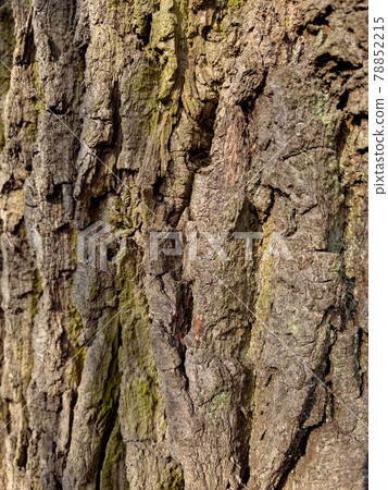 Tree bark texture 78852215