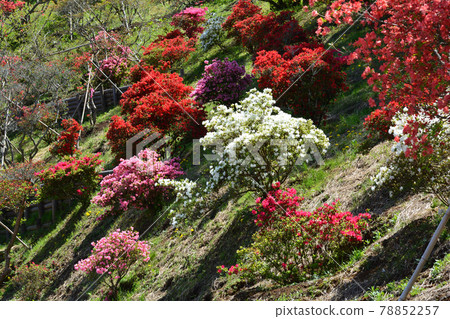 I went to Kasama Tsutsuji Park # 157 I went to Kasama Tsutsuji Park # 157 78852257