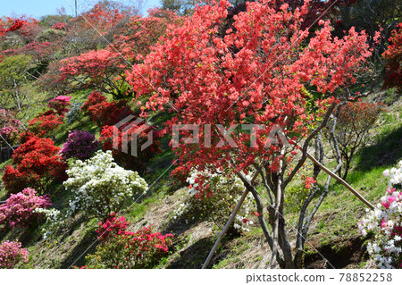 I went to Kasama Tsutsuji Park # 156 78852258