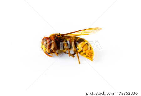Hornet isolated on white background Hornet isolated on white background 78852330
