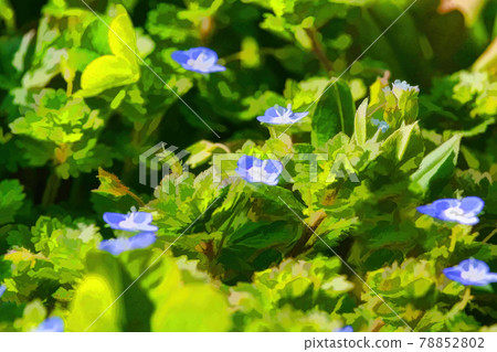 Small, purple and white colored flowers. 78852802