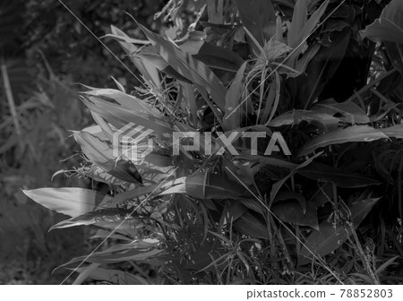 Lush green leaves sparkle in the sunlight, in black and white. 78852803