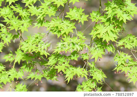 Maple flower fresh green 78852897