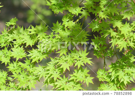 Maple flower fresh green Maple flower fresh green 78852898