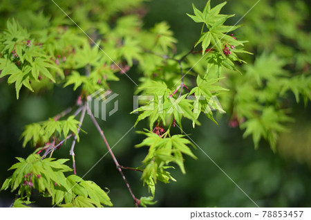 Maple flower fresh green Maple flower fresh green 78853457