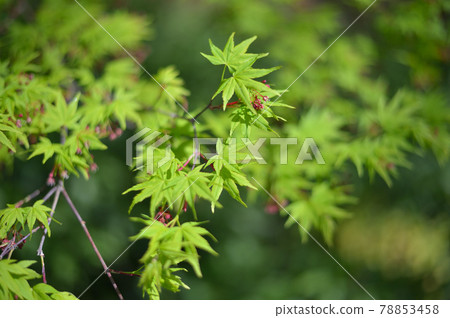 Maple flower fresh green 78853458