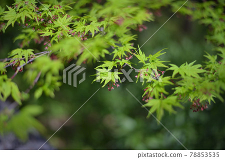 Maple flower fresh green 78853535