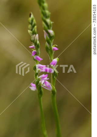 Spiranthes sinensis Spiranthes sinensis 78854103