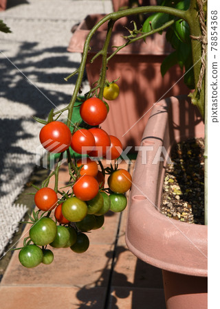 在菜園種植的紅櫻桃番茄 78854368