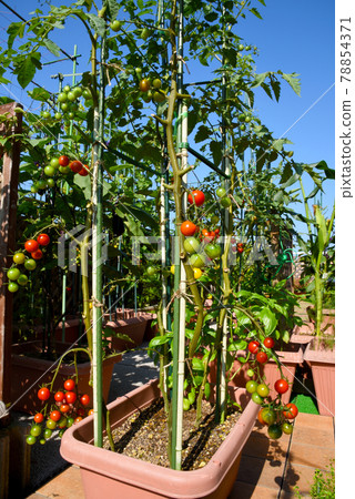 Colorful cherry tomatoes cultivated in a vegetable garden Colorful cherry tomatoes cultivated in a vegetable garden 78854371