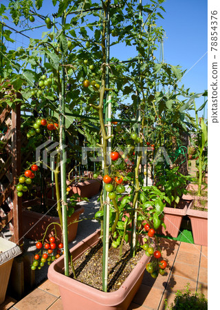 Colorful cherry tomatoes cultivated in a vegetable garden 78854376