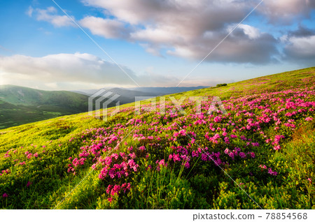 A field of flowers in the evening in the mountains. Summer landscape during flower blooms.  78854568