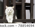 A white cat was relaxing on the wooden balcony  78854694