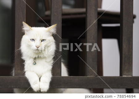 A white cat was relaxing on the wooden balcony  78854694