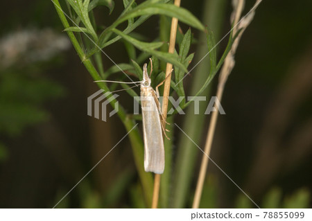 Satin grass veneer (Crambus perlella) 78855099