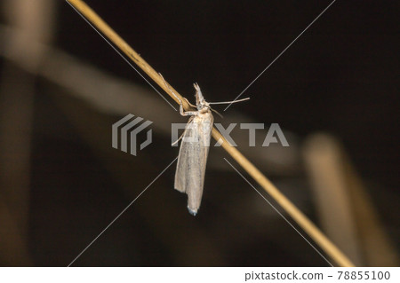 Satin grass veneer (Crambus perlella) Satin grass veneer (Crambus perlella) 78855100