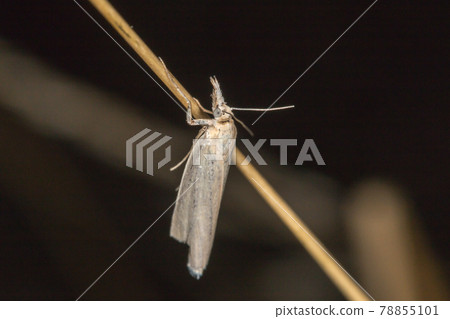 Satin grass veneer (Crambus perlella) Satin grass veneer (Crambus perlella) 78855101