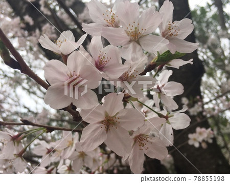 粉紅色的櫻花盛開 78855198