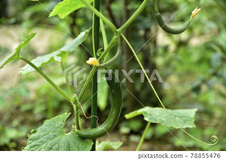 菜園黃瓜種植 菜園黃瓜種植 78855476