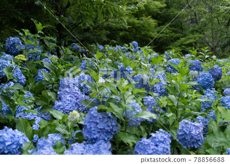 Hydrangea blooming all over the area blue 78856688