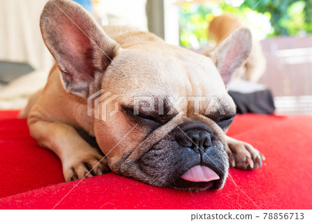 法國鬥牛犬睡覺 78856713