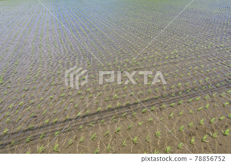 Rice fields and wind just planted seedlings Rice fields and wind just planted seedlings 78856752
