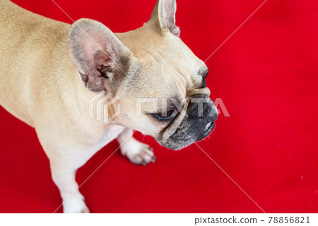 法國鬥牛犬睡覺 法國鬥牛犬睡覺 78856821