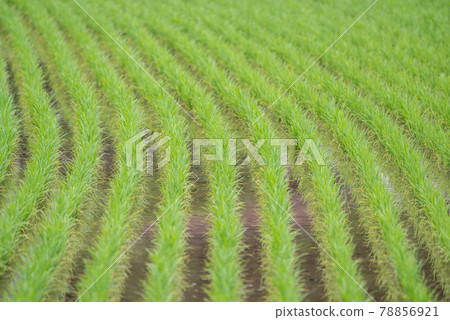 Paddy field Paddy field 78856921